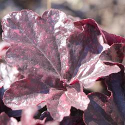 Heuchera Midnight rose